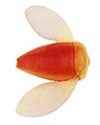 Спиннербэйты фирмы yakima bait. Расцветка PLP